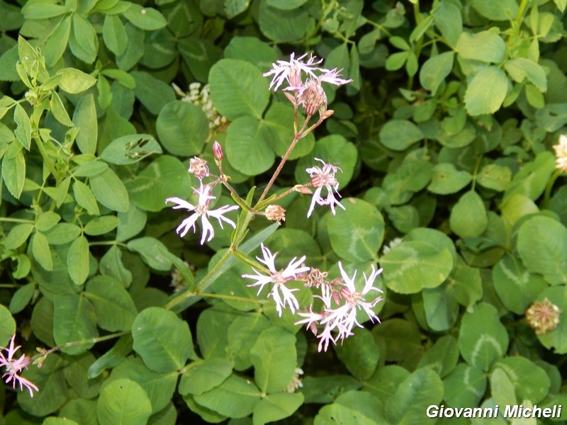 Fiore di campo -  Lychnis flos-cuculi